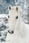 Lipizzaner