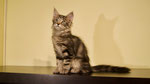 Hellcat, 13,5 Wochen alt