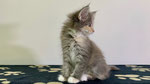 Octavia, 10 Wochen alt