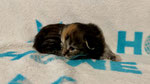 Tigris, 2 Wochen alt