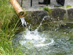 Fisch aus dem Rohr
