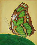 Grüner Schmetterling - 60 x 80 cm