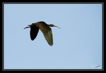 IBIS FALCINELLE (Plegadis falcinellus)