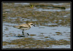 GRAVELOT DE LESHENAULT (Charadrius leschenaultii)  