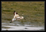 BECASSEAU COCORLI (Calidris ferruginea)