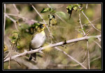 ZOSTEROPS A FLANCS JAUNES (Zosterops abyssinicus) 