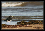 GOELAND DE HEMPRICH  (Larus Hemprichii)