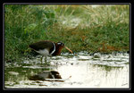 RHYNCHEE PEINTE (Rostratula benghalensis)  