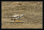 CHEVALIER BARGETTE (Tringa cinerea) 