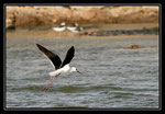 ECHASSE BLANCHE (Himantopus himantopus) 