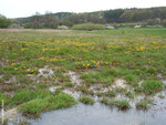Ein Sumpfdotterblumenteppich überzieht die wiedervernässten Bereiche.