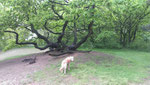 mein Golden Retriever in den Dünen, Blankenese