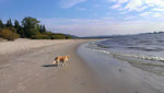 My Golden Retriever on the beach of Blankenese