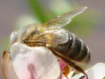 Biene beim Pollen sammeln