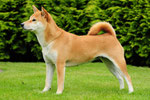 Hina im Juli 2012 - 3 Jahre alt