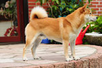 Hachiko im Juli 2012 - 23 Mon. alt