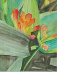 Clivia (40 x 30 cm)