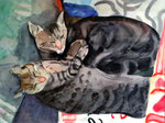 Findus und Molly (32 x 42 cm)