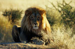 NAMIBIA MOTORRADREISEN ENDUROTOUREN QUADTOUREN GELÄNDEWAGENTOUREN ABENTEUERREISEN OFFROADTOUREN / NAMIBIA OMARURU ETOSHA NATIONALPARK OPUWO EPUPA ONGONGO SESFONTAIN PALMWAG SKELETTEN-KÜSTE CAPE CROSS 