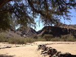 DESERT RHINO IN NAMIBIA