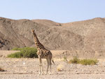 NAMIBIA MOTORRADREISEN ENDUROTOUREN QUADTOUREN GELÄNDEWAGENTOUREN ABENTEUERREISEN OFFROADTOUREN / NAMIBIA DESERT RHINO  WINDHOEK  KHOMASHOCHLAND OMARURU SPITZKOPPE BRANDBERG UIS TWYFELFONTEIN GAI AS UGAB RIVER MESSUM CRATER CAPE CROSS SKELETON COAST 
