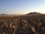 NAMIBIA MOTORRADREISEN ENDUROTOUREN QUADTOUREN GELÄNDEWAGENTOUREN ABENTEUERREISEN OFFROADTOUREN / NAMIBIA DESERT RHINO  WINDHOEK  KHOMASHOCHLAND OMARURU SPITZKOPPE BRANDBERG UIS TWYFELFONTEIN GAI AS UGAB RIVER MESSUM CRATER CAPE CROSS SKELETON COAST 