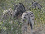 NAMIBIA MOTORRADREISEN ENDUROTOUREN QUADTOUREN GELÄNDEWAGENTOUREN ABENTEUERREISEN OFFROADTOUREN / NAMIBIA OMARURU ETOSHA NATIONALPARK OPUWO EPUPA ONGONGO SESFONTAIN PALMWAG SKELETTEN-KÜSTE CAPE CROSS 