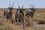 NAMIBIA MOTORRADREISEN ENDUROTOUREN QUADTOUREN GELÄNDEWAGENTOUREN ABENTEUERREISEN OFFROADTOUREN / NAMIBIA OMARURU ETOSHA NATIONALPARK OPUWO EPUPA ONGONGO SESFONTAIN PALMWAG SKELETTEN-KÜSTE CAPE CROSS 