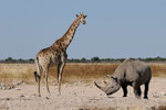 NAMIBIA MOTORBIKE TOURS ENDURO TOURS QUAD BIKE TOURS 4 x 4 SELF-DRIVE TOURS OFFROAD ADVENTURE TOURS / NAMIBIA OMARURU ETOSHA NATIONALPARK OPUWO EPUPA ONGONGO SESFONTAIN PALMWAG SKELETON COAST CAPE CROSS