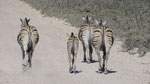 TOUR D'AVENTURE 2026 - NAMIBIE - AVEC DANIELA - DESERT OFFROAD ADVENTURE