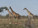 NAMIBIA MOTORRADREISEN ENDUROTOUREN QUADTOUREN GELÄNDEWAGENTOUREN ABENTEUERREISEN OFFROADTOUREN / NAMIBIA CAPRIVI SAMBESI VICTORIA WASSERFÄLLE