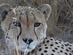 CHEETAH SOLITAIRE KOIIMASIS TIRAS MOUNTAINS NAMIBIA MOTORRADREISEN ENDUROTOUREN QUADTOUREN GELÄNDEWAGENTOUREN ABENTEUERREISEN OFFROADTOUREN / NAMIBIA KALAHRI FISHRIVER CANYON SOSSUSVLEI