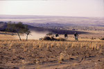 NAMIBIA MOTORRADREISEN ENDUROTOUREN QUADTOUREN GELÄNDEWAGENTOUREN ABENTEUERREISEN OFFROADTOUREN / NAMIBIA DESERT RHINO  WINDHOEK  KHOMASHOCHLAND OMARURU SPITZKOPPE BRANDBERG UIS TWYFELFONTEIN GAI AS UGAB RIVER MESSUM CRATER CAPE CROSS SKELETON COAST 