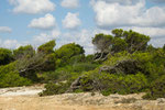 Uferbäume Mallorca