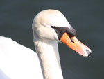 Swan of Sheepshead Bay