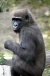 Gorilla at Bronx Zoo