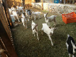 Las cabras provedoras de crías, leche, estiércol y alegría en el rancho