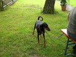 Dazugesellt hatte sich auch diese schöne Deutsche Pinscher-Dame