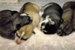 Timber mit seinen Geschwistern Fly, Bemaj und Shannon