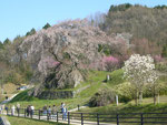 宇陀市　大宇陀町　又兵衛桜