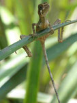 Echse in Sri Lanka