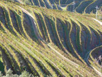 Portweinberge am Douro, Portugal