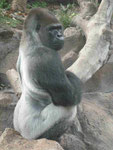 Gorilla im Loro Park, Teneriffa