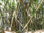 Riesenbambusse im Botanischen Garten von Kandy, Sri Lanka
