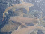 Ammenhaie bei einer Haifütterung auf den Malediven