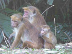 Affen bei Sigiriya, Sri Lanka
