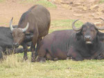 Büffel  in einem privaten Tierpark in Südafrika