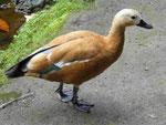 Ente bei Furnas, Sao Miguel, Azoren, Portugal