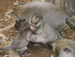 Wild lebende Affen auf Bali, Indonesien