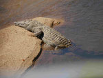 Krokodil im Kruger National Park, Südafrika